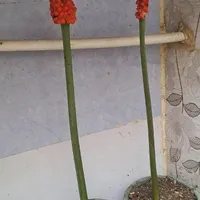 گیاه سنبل تخم کرده