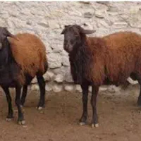 فروش گوسفند بره بز و بزغاله|حیوانات مزرعه|ارومیه, |دیوار