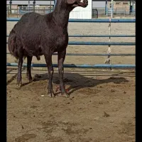 بره افشاری بذری