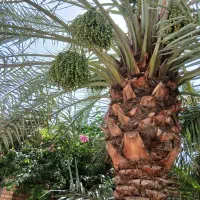 انجام کار نخل وباغبانی