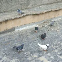 کبوتر طوقی و پلاکی و کرز
