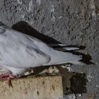 شیخ ابری|پرنده|چمران, |دیوار