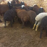 بره‌نراصیل|حیوانات مزرعه|دشتابی, |دیوار