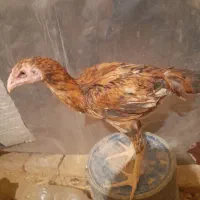 تعدادی جوجه لاری و طاقچه موجود|حیوانات مزرعه|تربتحیدریه, بالا ولایت|دیوار