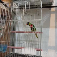 طوطی لوری سینه ببری|پرنده|عباس‌آباد, |دیوار