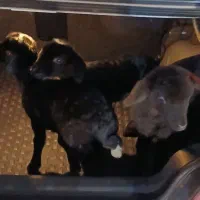 بره خالک شیرخوار گوسفند