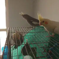 عروس هلندی|پرنده|سردرود, |دیوار