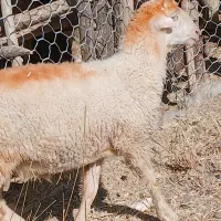 بره جفتی ۵۰ کیلو