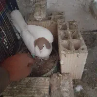 خال زرد ماده به شرط همه چی