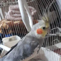 جفت عروس هلندی۱۰ماهه|پرنده|مشهد, هدایت|دیوار