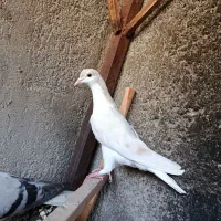 کفتر