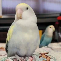 یک جفت کوتوله برزیلی با یک جوجه