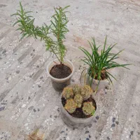 سانسوریا . شمعدانی. مرجان . برندیسی  وگلهای دیگر|حراج|گرگان, |دیوار