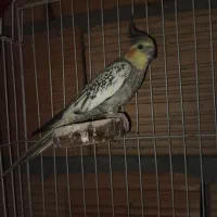 عروس هلندی ماده|پرنده|مینودشت, |دیوار