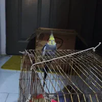 عروس هلندی نر