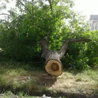 خریدار چوب شما هستیم|خدمات باغبانی و درختکاری|گلپایگان, |دیوار