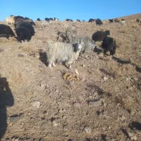 ببز|حیوانات مزرعه|اراک, |دیوار