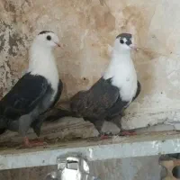 کفتر پرشی کلاغ کربلایی طوقی ابلغ افغونی کله سبز