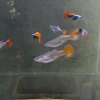 بچه گوپی نژاد دامبو ردتیل گریدA+|ماهی|تبریز, |دیوار