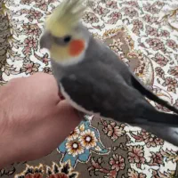 عروس هلندی نر سیامون فروشی