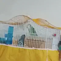 یه جفت طوطی برزیلی|پرنده|خمینیشهر, |دیوار