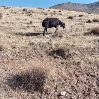 دوراس میش غزل افشار ابستن|حیوانات مزرعه|داران, |دیوار