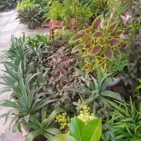 گل فروشی|گل و گیاه طبیعی|فسا, |دیوار