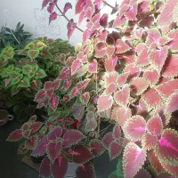 گلهای طبیعی