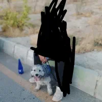 سگ پاکوتا