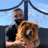 توله چاوچاو‌ پرتقالی
