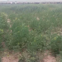 چرا گوسفند