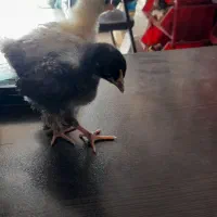 جوجه برهما