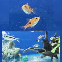 تترا رازبورا دلقک،رمبو رد
