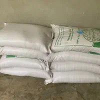 بذرگندم آبی-دزج