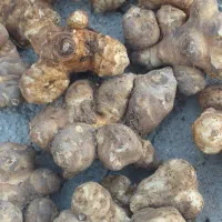 شلغم شیرازی|خوردنی و آشامیدنی|اردبیل, |دیوار