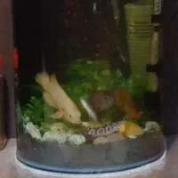 ماهی اسکار، سه رنگ