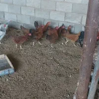 مرغ تخم گذار جوون|حیوانات مزرعه|مرودشت, فیروزی|دیوار