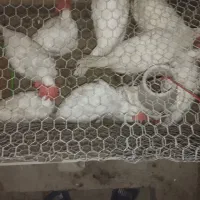 مرغ گوشتی 60 روزه