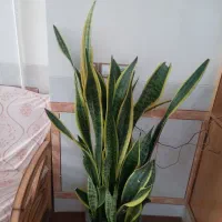 فروش سانسوریا ابلق