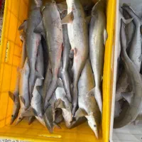 ماهی تازه صید روز