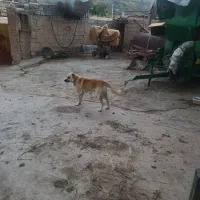 سگ گله