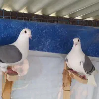 پشتی سبز خارجی جفت 1200تخفیف پایه مابل