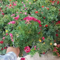 خدمات گل کاری  به طور حرفه ای