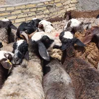 گوسفند شالی جوان ابستن شیشک ومیش