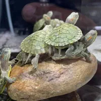 حلزون سبز|خزنده|زاهدان, |دیوار