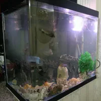 آکواریوم شیشه خم