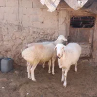 بره قوچی ،تقلی|حیوانات مزرعه|زهان, |دیوار