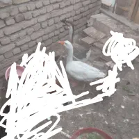 غاز محلی وقوقاز
