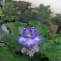 گل بنفشه فر