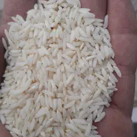 برنج طارم فجر. خوشپخت. هاشمی